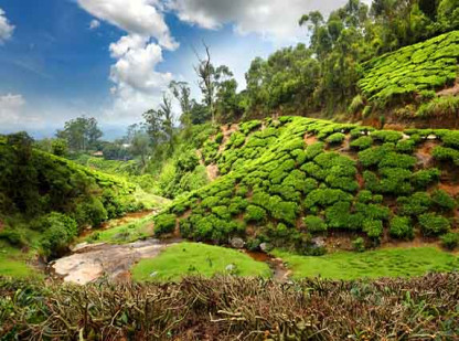 Kerala Wayanad Tour Packages